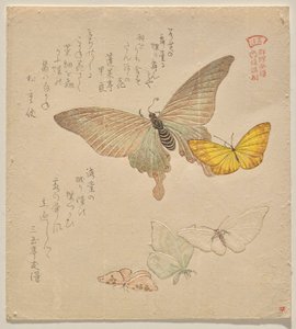 蝶の群れの絵付けマニュアル（群鳥？画風） 作： Kubo Shunman