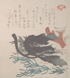 様々な海藻 19世紀