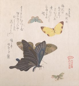 様々な蛾や蝶 19世紀 作： Kubo Shunman