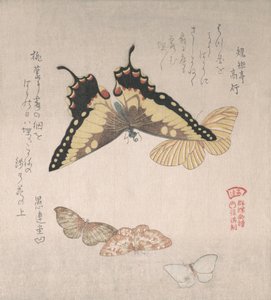 様々な蛾や蝶 19世紀 作： Kubo Shunman