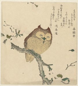 マグノリアの枝のフクロウ