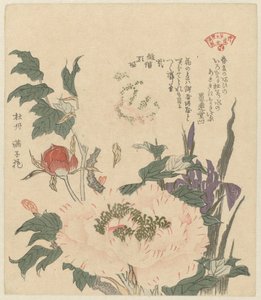 牡丹と菖蒲 かきつばたぼたん かすみ詩人会の寄せ植え（連載タイトル） かすみれんそもくあわせ