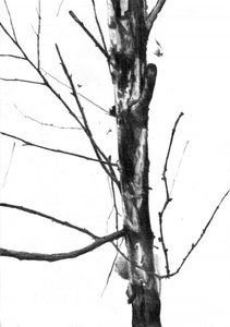  作： 