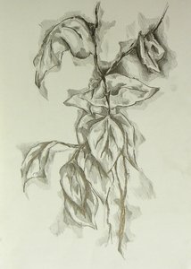  作： 