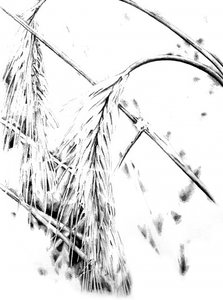  作： 