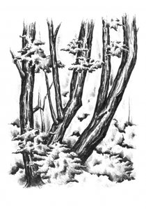  作： 