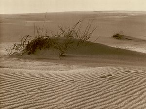 Rossitten の北にある Curonian Spit の移動する砂丘。 Rossitten の北にあるクルシュー砂州の砂丘 1 つを移動 (b/w 写真) 作： Kurt Hielscher