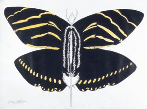 羽蝶, 2004 （紙に色鉛筆）