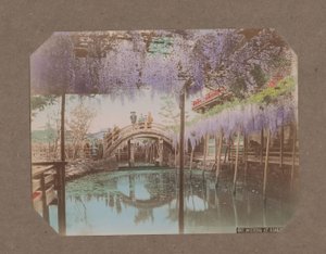 亀戸、東京、日本、前景に咲く藤と橋の上の人々 作： Kusakabe Kimbei