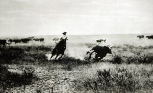 子牛をなだめるようなカウボーイ（bw写真）