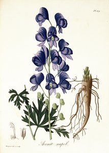 1821年に出版されたジョセフロック（1772-1850）による「植物誌学の医学」からのトリカブトナペルス 作： L.F.J. Hoquart