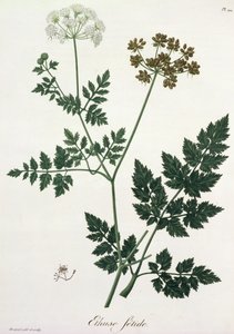 1821年に出版されたジョセフロック（1772-1850）による「植物誌医学」からのAethusa Cynapium 作： L.F.J. Hoquart