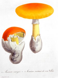 Amanita Caesaria カエサルのキノコ、1821年 作： LFJ Hoquart