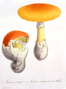 1821年に出版されたジョセフ・ロックス（1772-1850）による「植物誌医学」からのテングタケカエサリア 作： L.F.J. Hoquart