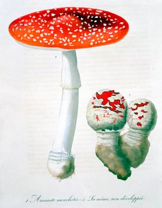 Amanita Muscaria Fly Agaric, 1821 作： LFJ Hoquart