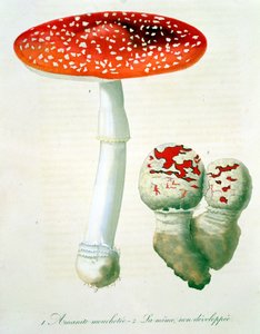 1821年に出版されたジョセフロック（1772-1850）による「フィトグラフィーメディカル」からのテングタケ属ムスカリア 作： L.F.J. Hoquart