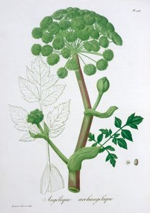 Angelica Archangelica Garden Angelica, 1821 作： LFJ Hoquart