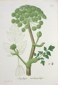 1821年に出版されたジョセフ・ロックス（1772-1850）による「フィトグラフィーメディカル」からのアンジェリカ大天使 作： L.F.J. Hoquart