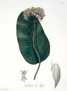 1821年に出版されたジョセフ・ロックス（1772-1850）による「フィトグラフィー・メディカル」のアスクレピアス・シリアカ 作： L.F.J. Hoquart