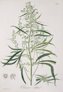 1821年に出版されたジョセフロック（1772-1850）による「植物誌医学」からの大麻サティバ 作： L.F.J. Hoquart