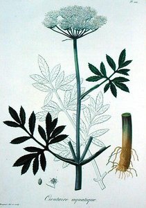 Cicuta Virosa（ジョセフ・ロック（1772-1850）著「Phytographie Medicale」（1821年刊）より）（彫刻画 作： L.F.J. Hoquart