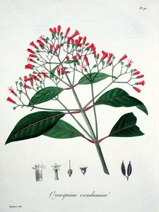 1821年に出版されたジョセフ・ロックス（1772-1850）による「Phytographie Medicale」からのCinchona 作： L.F.J. Hoquart