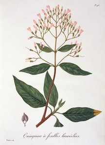 1821年に出版されたジョセフ・ロックス（1772-1850）による「Phytographie Medicale」からのCinchona