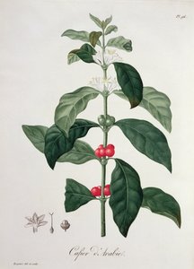 1821年に出版されたジョセフロック（1772-1850）による「フィトグラフィーメディカル」のコーヒーノアラビカ 作： L.F.J. Hoquart