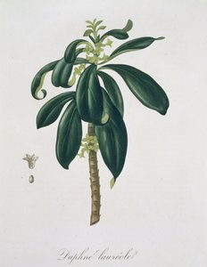 1821年に出版されたジョセフロック（1772-1850）による「フィトグラフィーメディカル」のダフネラウレダ 作： L.F.J. Hoquart