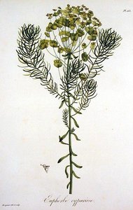 Euphorbia Cyparissias (Euphorbia Cyparissias) Joseph Roques (1772-1850) による「Phytographie Medicale」(1821年発行)より (エングレーヴィング) 作： L.F.J. Hoquart