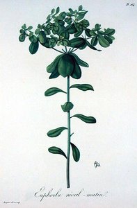 Euphorbia Helioscopia（ジョセフ・ロック（1772-1850）による「Phytographie Medicale」（1821年出版）より）（彫刻版