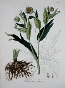 Helleborus Foetidus（ジョセフ・ロック（1772-1850）著「Phytographie Medicale」（1821年刊）より）（図版 作： L.F.J. Hoquart