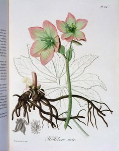 1821年に出版されたジョセフロケス（1772-1850）による「フィトグラフィーメディカル」のクリスマスニジェール 作： L.F.J. Hoquart