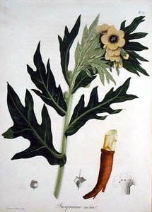 ジョセフ・ロック（1772-1850）が1821年に出版した「Phytographie Medicale」に掲載されているヘンベイン（彫刻）。 作： L.F.J. Hoquart