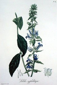 ジョセフ・ロック（1772-1850）が1821年に出版した「Phytographie Medicale」に掲載されたLobelia Siphilitica（彫刻）。 作： L.F.J. Hoquart