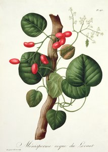 1821年に出版されたジョセフ・ロックス（1772-1850）による「フィトグラフィーメディカル」からの半月板 作： L.F.J. Hoquart