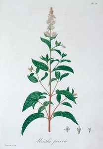 Mentha Piperita ペパーミント, 1821 作： LFJ Hoquart