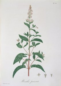 1821年に出版されたジョセフ・ロックス（1772-1850）による「フィトグラフィーメディカル」のメンサ・ピペリタ 作： L.F.J. Hoquart