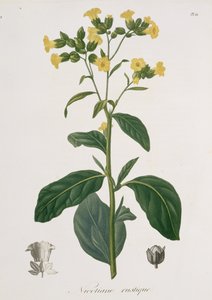 1821年に出版されたジョセフ・ロックス（1772-1850）による「Phytographie Medicale」のニコティアナ 作： L.F.J. Hoquart