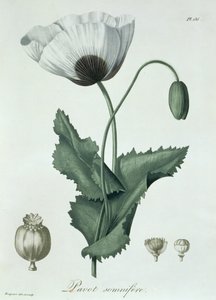 1821年に出版されたジョセフ・ロックス（1772-1850）による「フィトグラフィー・メディカル」のケシソムニソラム