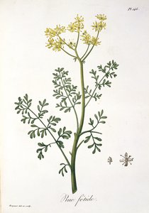 1821年に出版されたジョセフ・ロックス（1772-1850）による「フィトグラフィーメディカル」のルー 作： L.F.J. Hoquart