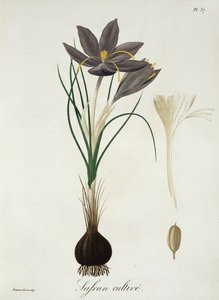 1821年に出版されたジョセフ・ロックス（1772-1850）による「Phytographie Medicale」のサフランクロッカス