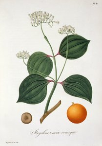 1821年に出版されたジョセフ・ロックス（1772-1850）による「フィトグラフィー・メディカル」からのストリキノス・ヌクス・ボミカ
