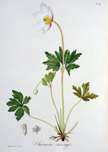 1821年に出版されたジョセフロック（1772-1850）による「植物誌医学」のウッドアネモネ 作： L.F.J. Hoquart