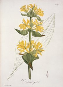 1821年に出版された、ジョセフ・ロックス（1772-1850）による「Phytographie Medicale」の黄色のジェンティアン 作： L.F.J. Hoquart