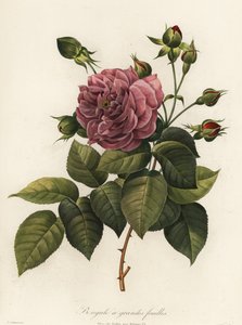 ベンガル ローズ、Rosa chinensis 品種、大葉のベンガル 作： Langlois Langlois