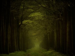 暗い森の小道 作： Lars van de Goor †
