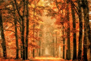  作： Lars van de Goor †
