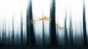  作： Lars van de Goor †