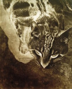 猫（負の控除） 作： Laszlo Moholy Nagy